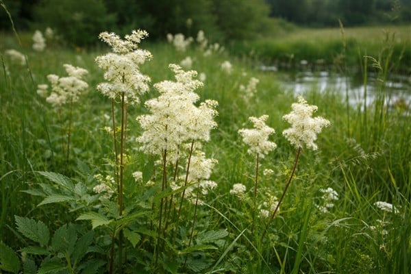 Mädesüß – Natürliche Hilfe gegen Schmerzen